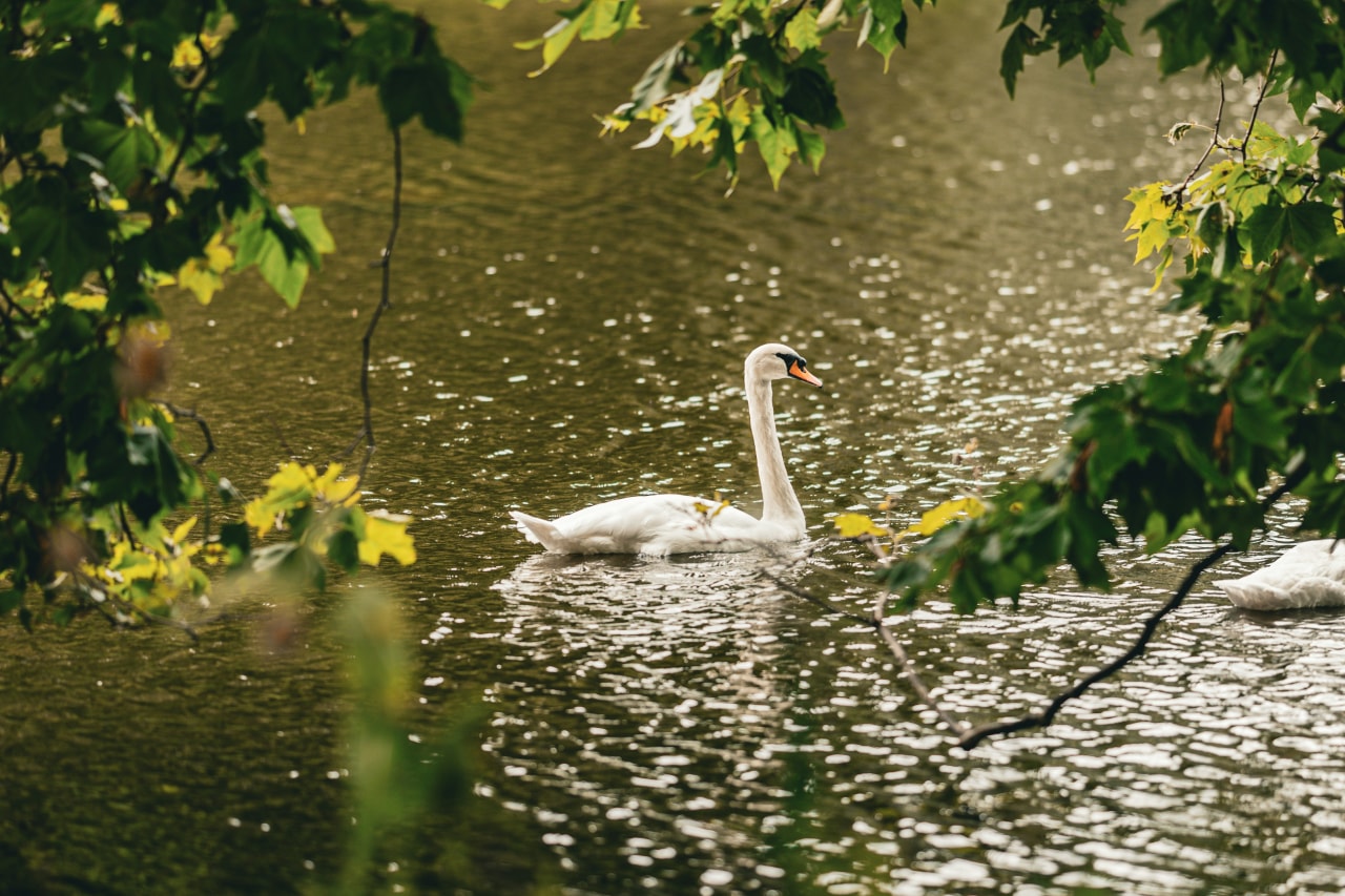 Looking for wildlife on a lakeside walk is a lovely way to unwind (Clovis Wood/Unsplash)