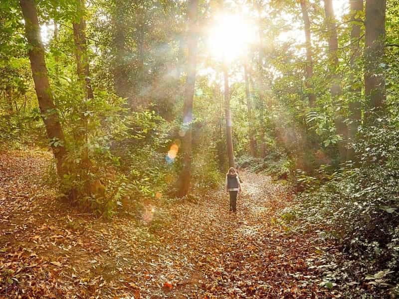 Woodland walks in October