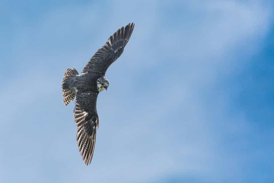 Falcon flying, Liberty’s (Alan Mersom/Unsplash)