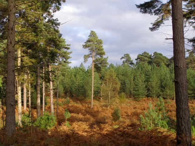 Slufters Inclosure, the New Forest. (Pic by Jim Champion via Wikimedia Commons.)