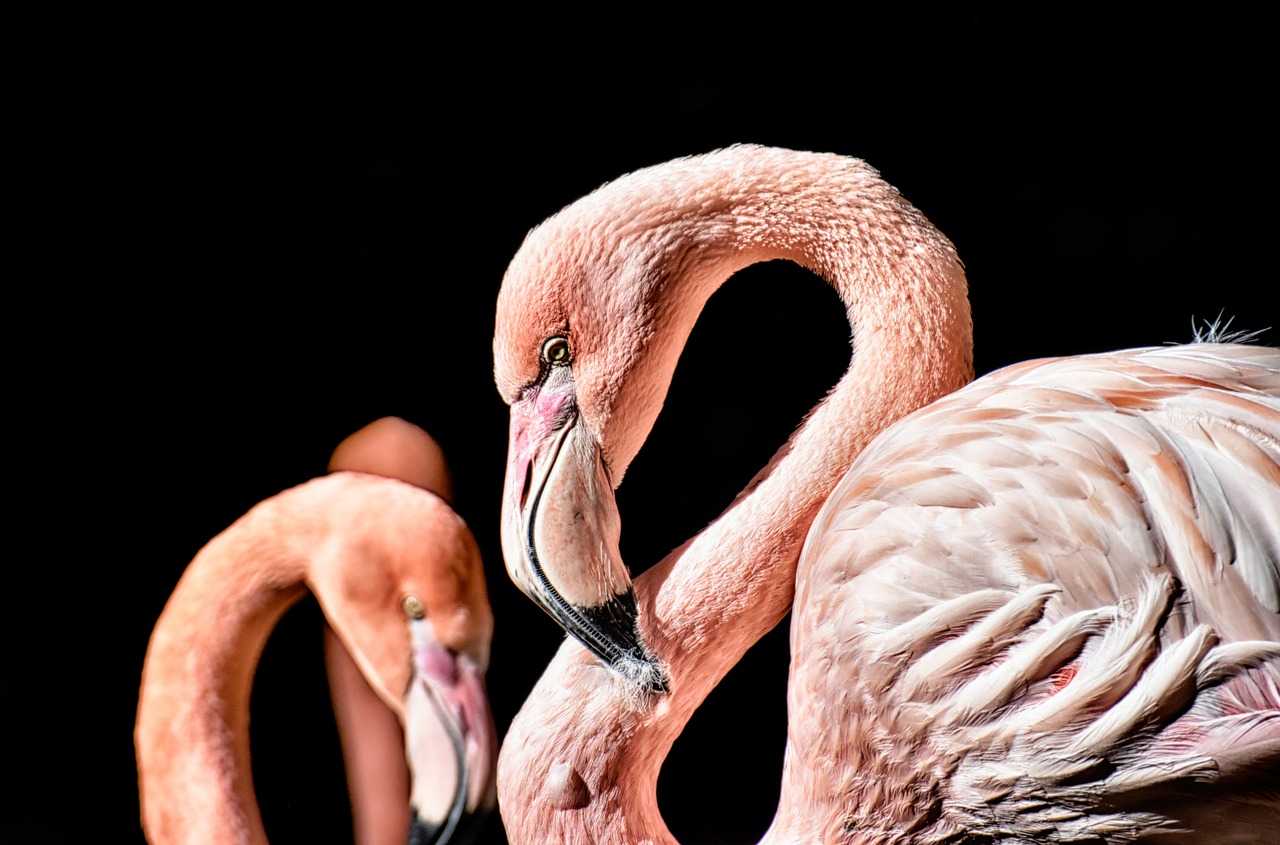 Meet flamingos on your trip to West Wales (Pixabay)