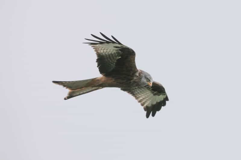 A red kite captured in flight above Cors Caron