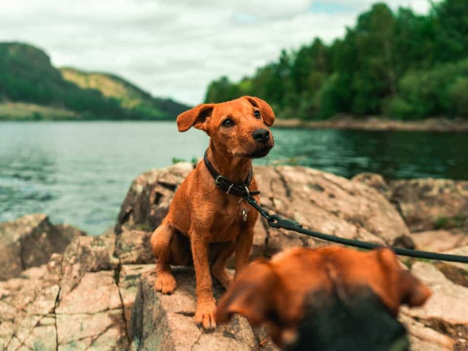 Brown dog in front of a lake