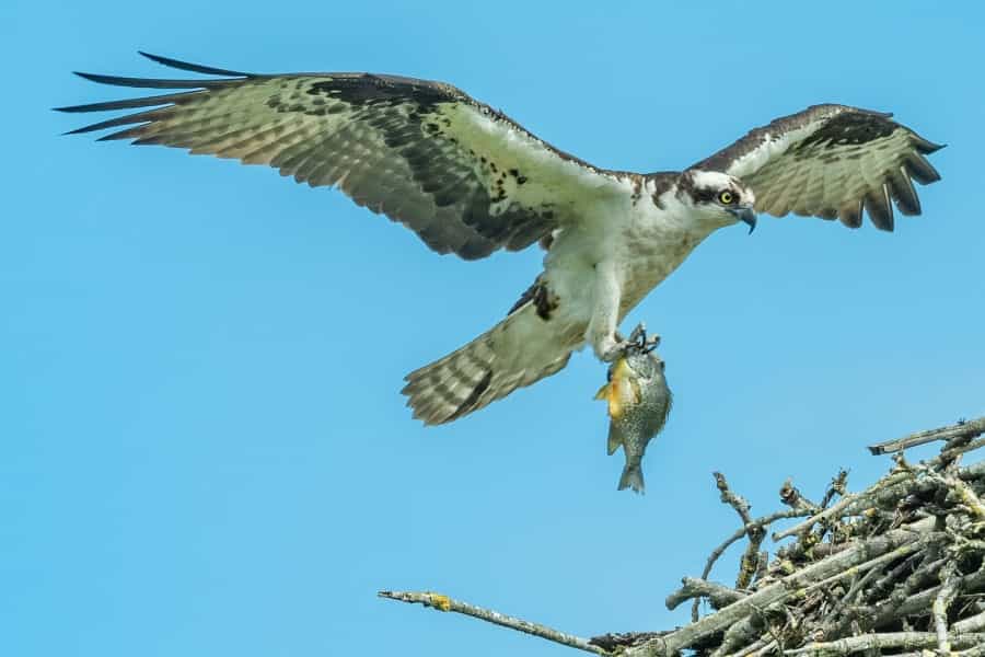 Ospreys are one more nesting and breeding near the loch at Boat of Garten (Richard Lee/Unsplash)
