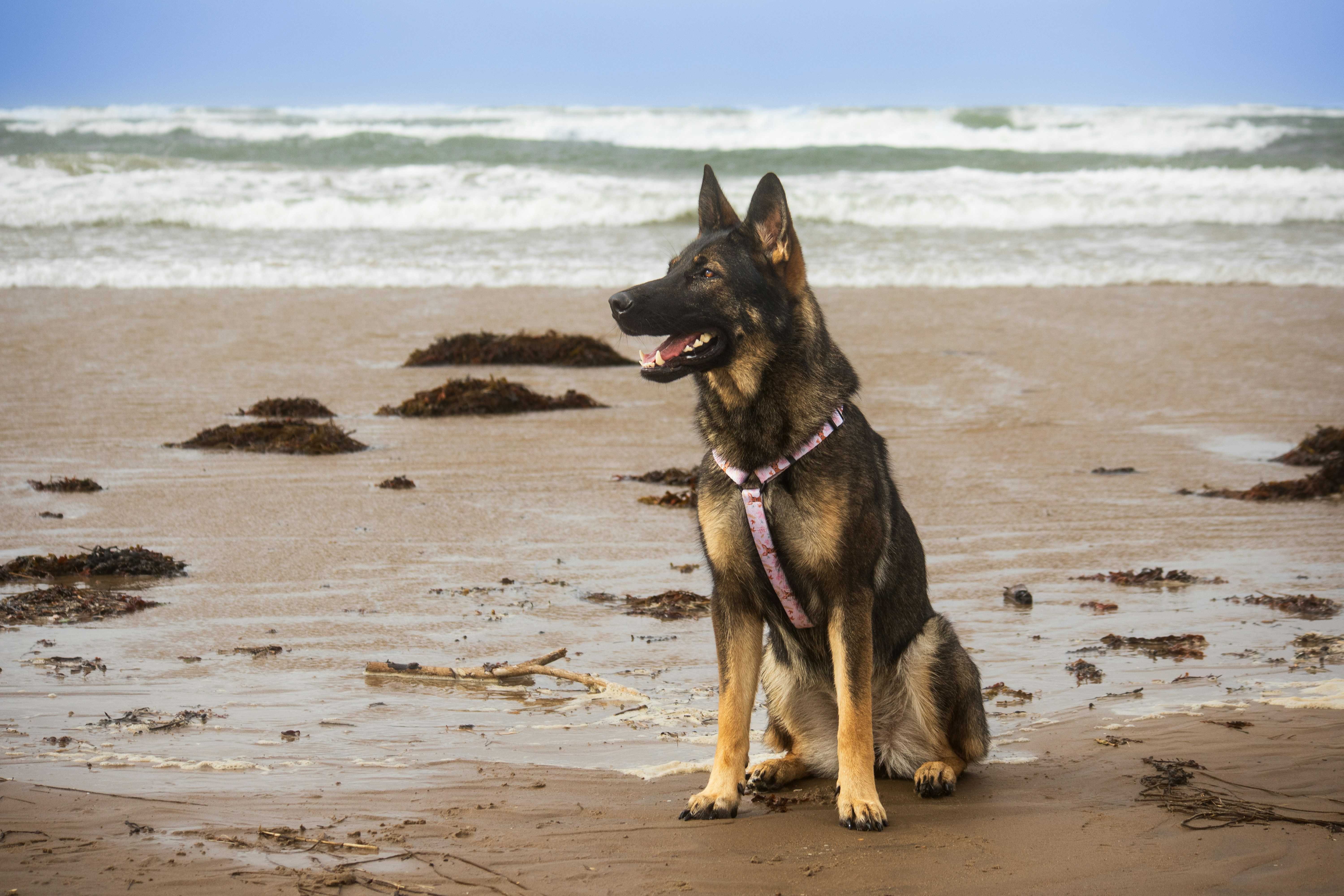Gwynedd has several dog-friendly beaches, including Porth Neigwl (Dean Ward/Unsplash)