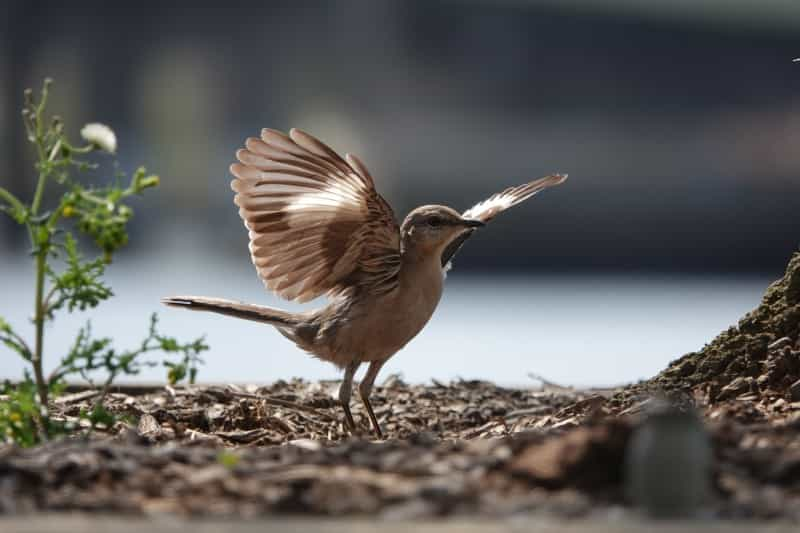 Cley and Salthouse Marshes is one of the UK’s most popular birdwatching sites (Tia Cunningham on Unsplash)