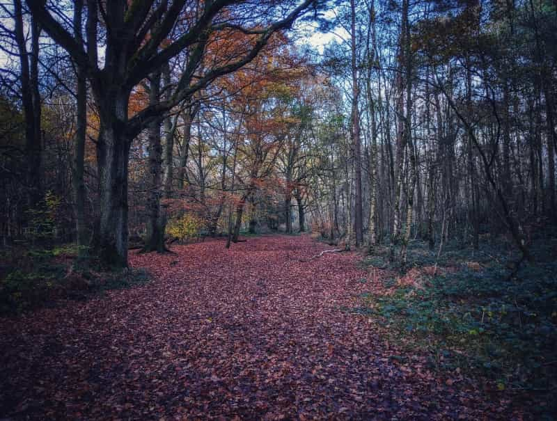 North Downs Way near Puttenham village in autumn (Hannah Wright / Unsplash)