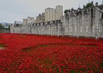 Commemorative World War I poppies at the Tower of London, 2014. Pic by Yuval weitzen.