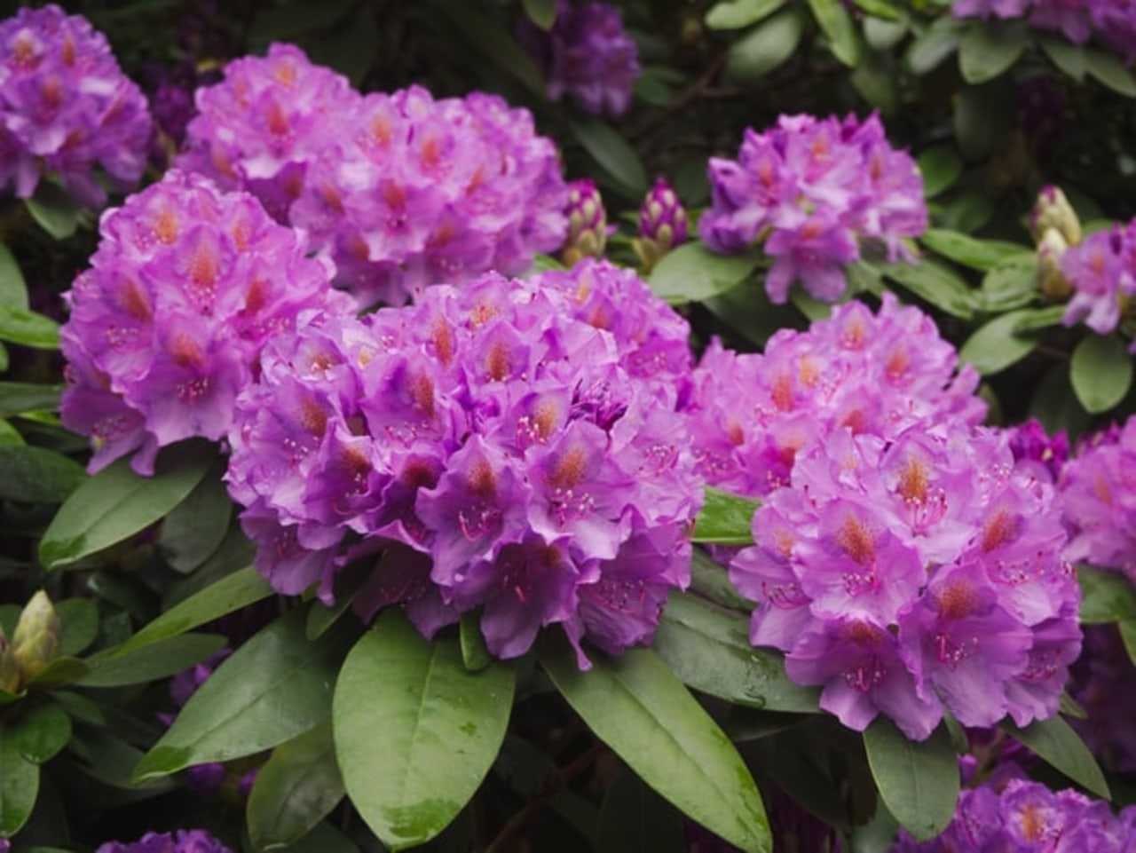 Rhododendrons