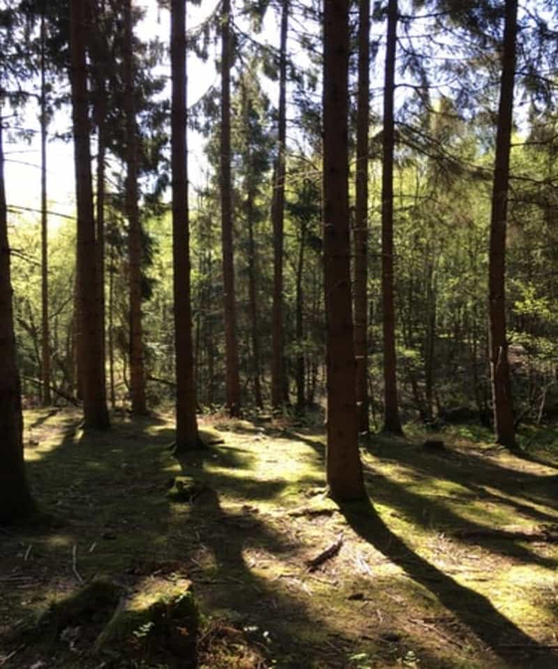 Walk through the woodlands of East Sussex (Louise Golding on Unsplash)