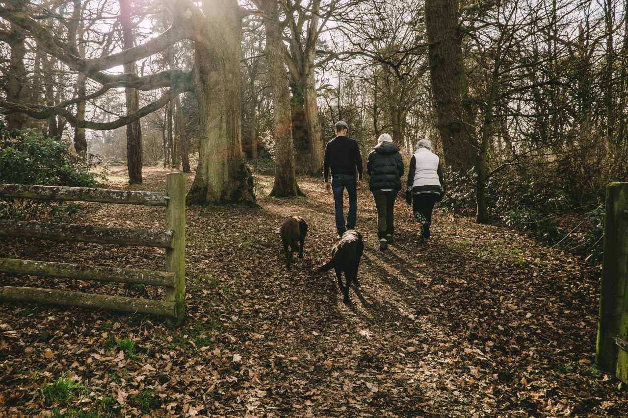 Woodland dog walks in Cheshire (Mitchell Orr /Unsplash)