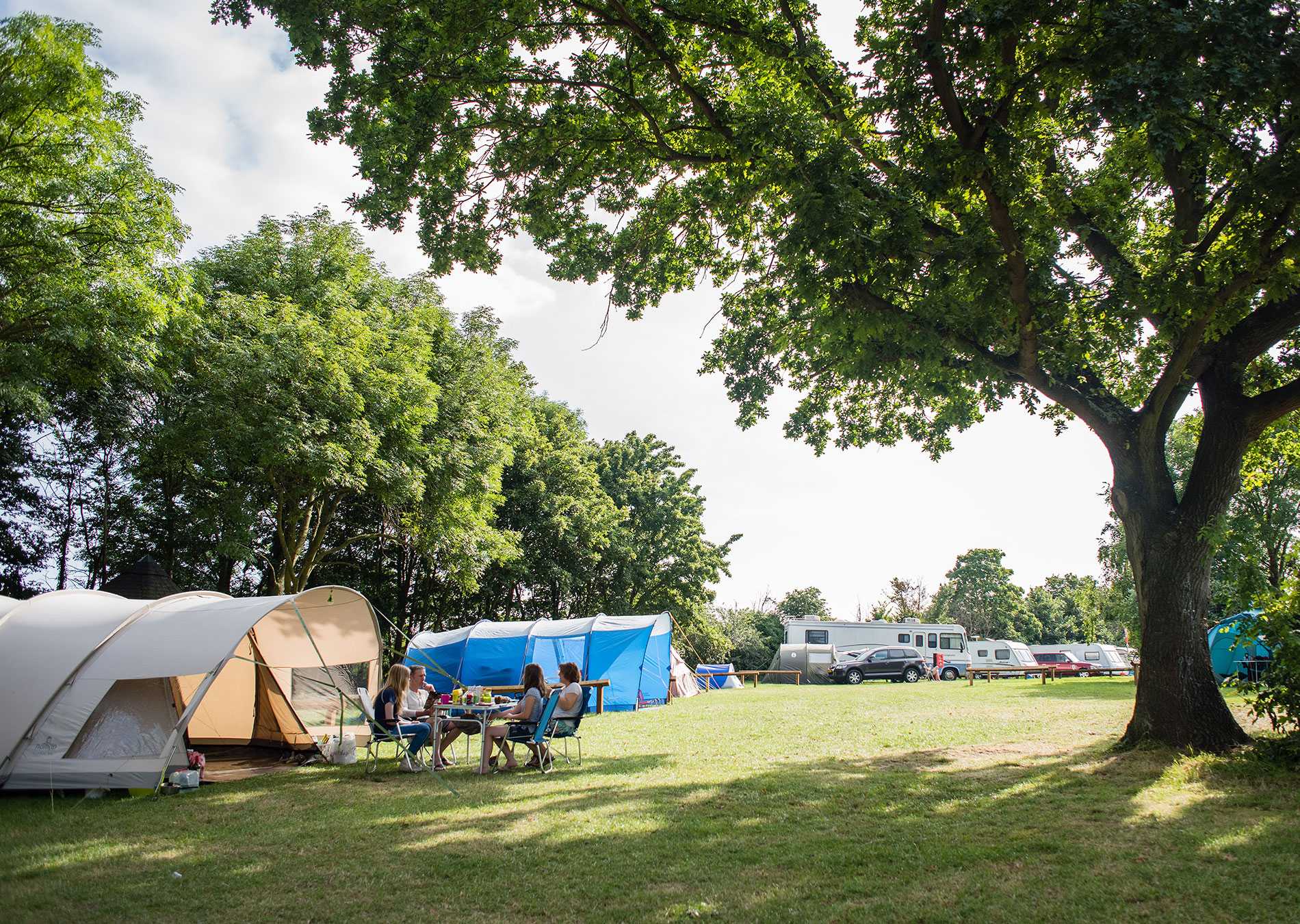 A large tree shades a group of campers who are sitting by their tent in a sunny camping field