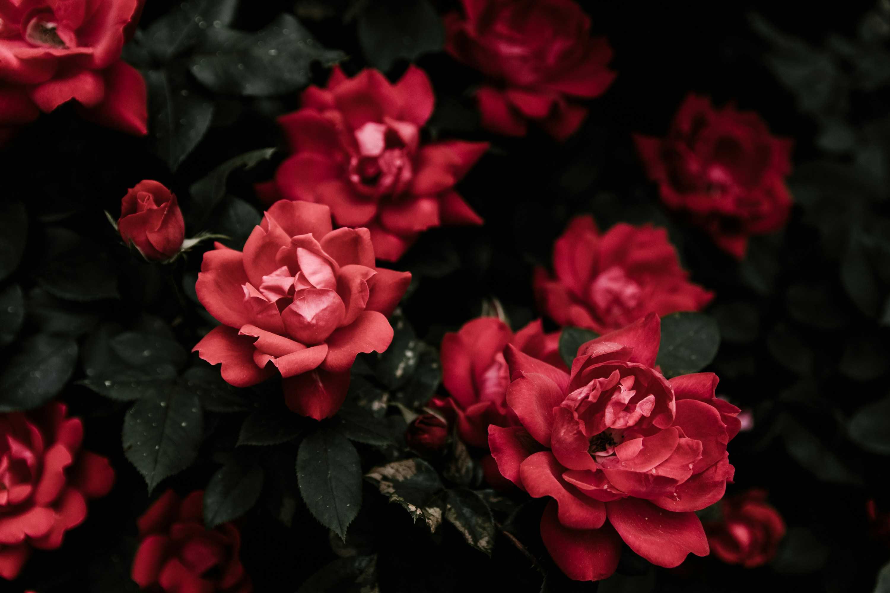 Visit the gardens when the roses are in full bloom (Kelly Sikkema/Unsplash)