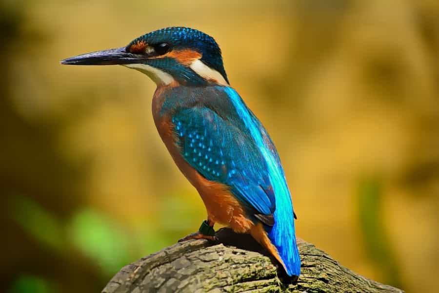 Kingfishers are regular visitors to the rivers of Exmoor (Taligar/Pixabay)
