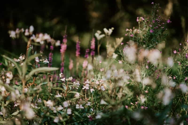 Stop to appreciate the wildflowers at Clywedog Valley (Annie Spratt on Unsplash)