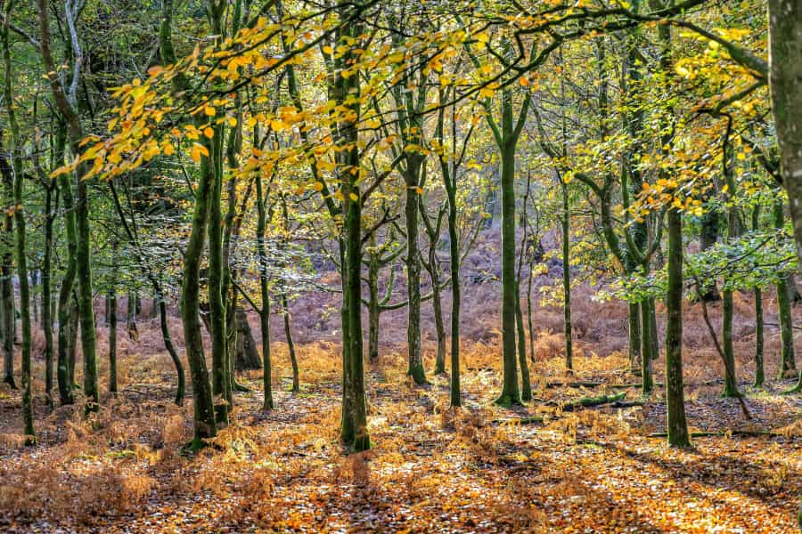 Bolderwood is particularly beautiful in the autumn (Richard Loader/Unsplash)