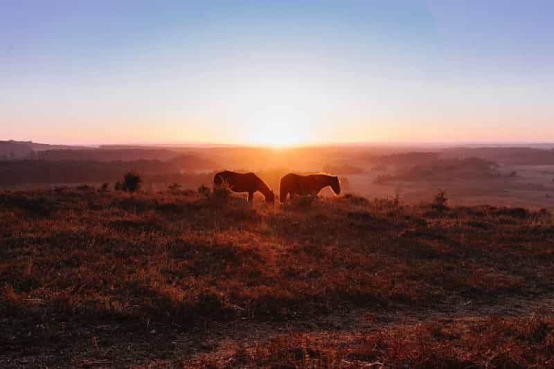 New Forest ponies at sunset (Neil Cooper on Unsplash)