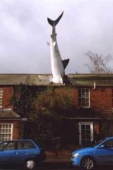 Shark spotting