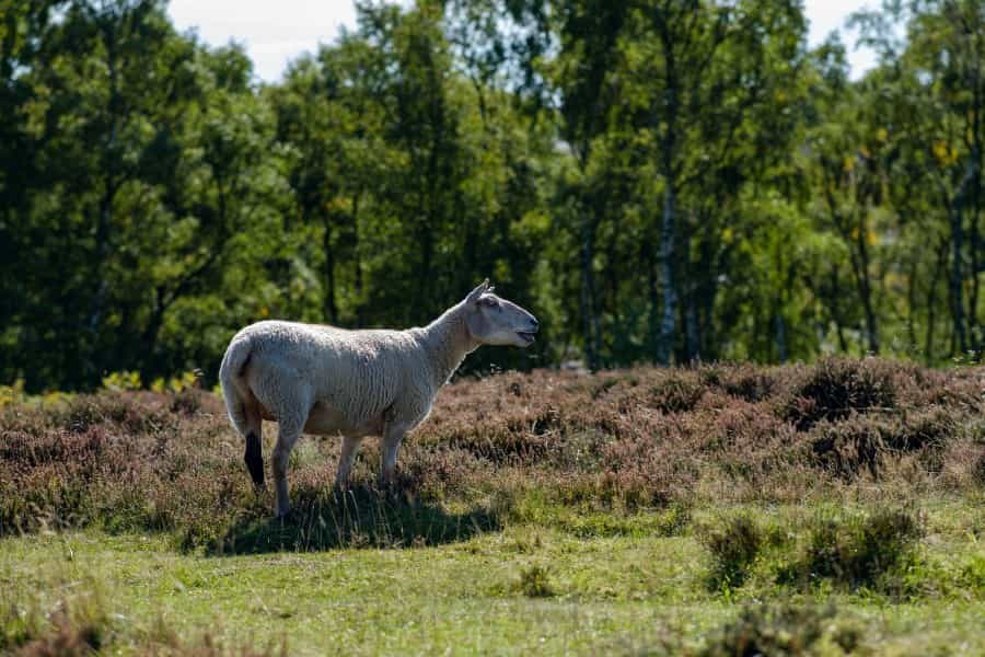 A happy sheep at Curbar Edge (Jack Plant/Unsplash)