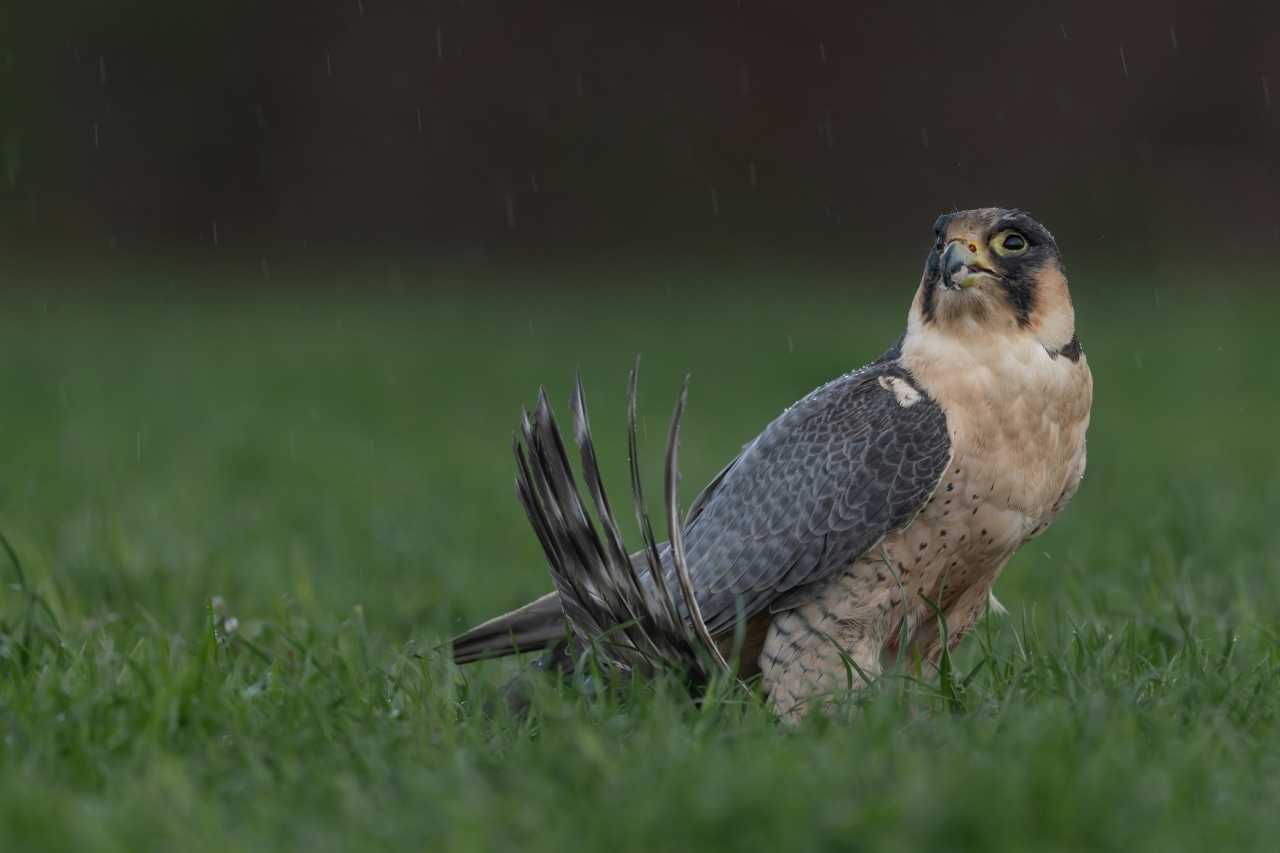 A peregrine falcon enjoying its prey (Vincent van Zalinge/Unsplash)