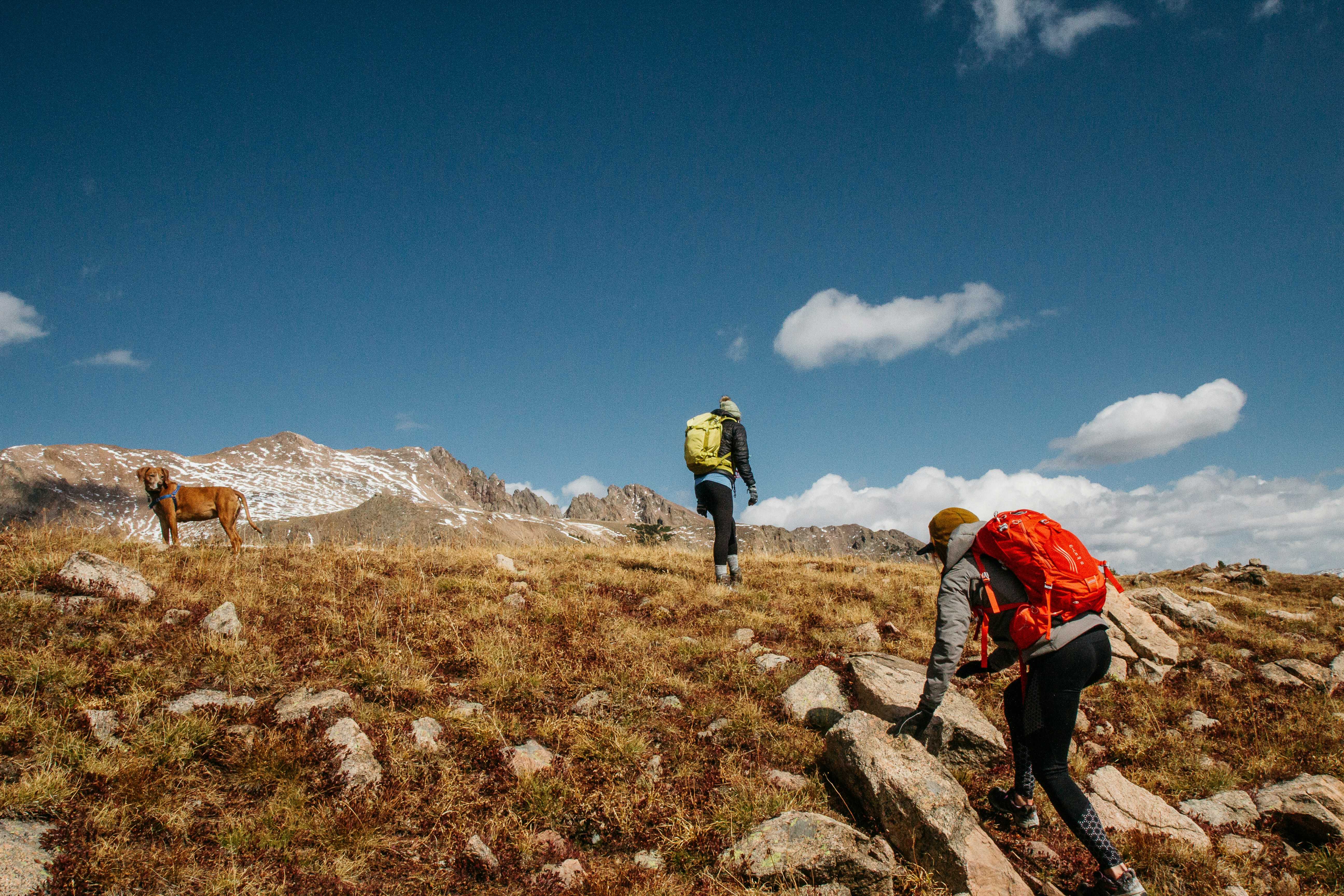 Image shows two people wearing backpacks and a dog walking across a trail towards snow-capped mountains