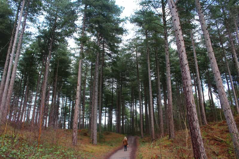 Keep an eye out for red squirrels in the pine woodland at Formby (Joe Anderson on Unsplash)