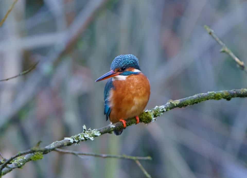 Female Kingfisher by Amee Fairbank-Brown