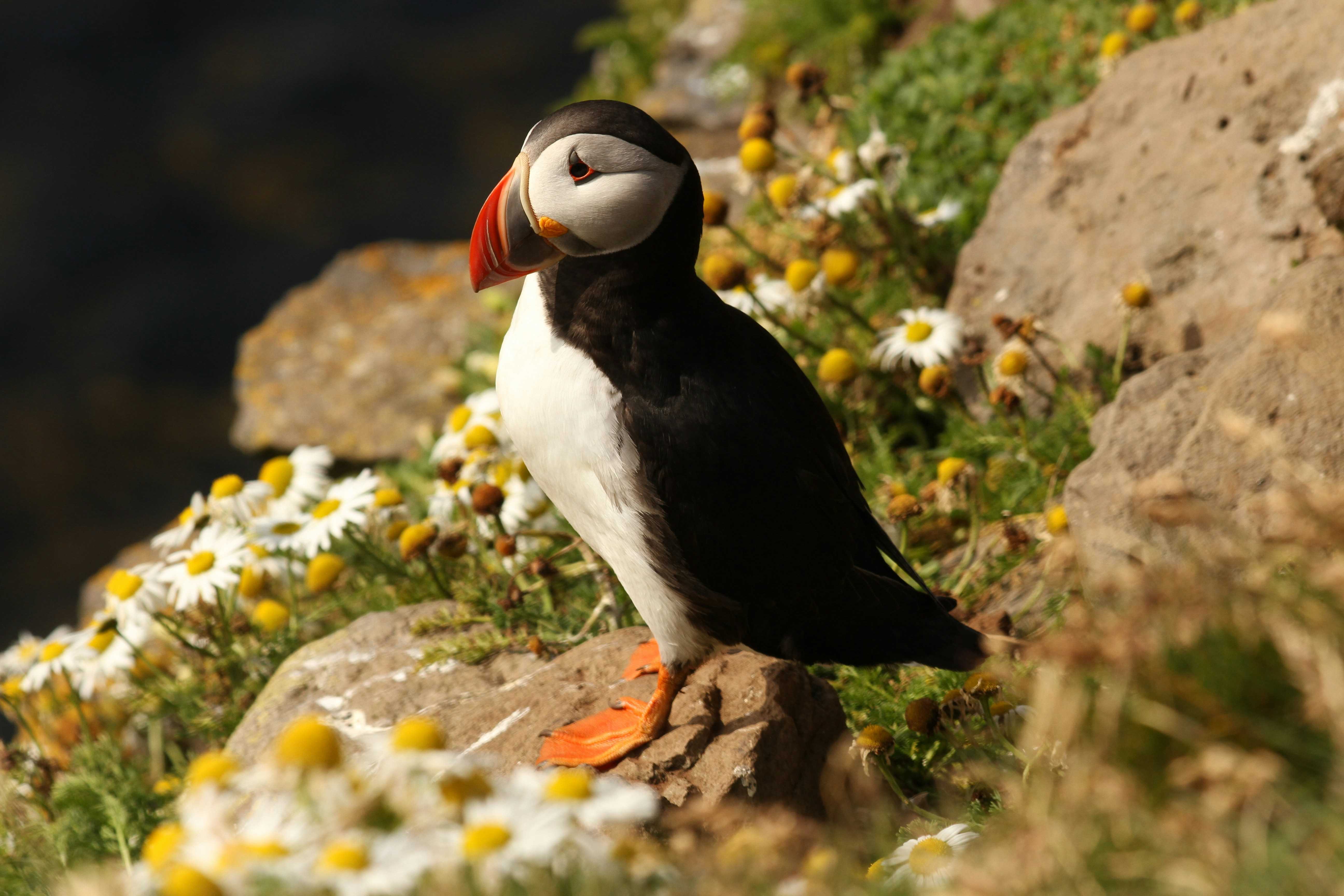 Look out for the puffins in spring (David Klaasen/Unsplash)