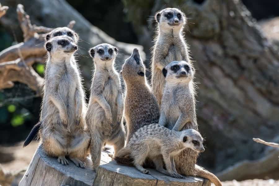 Meerkats (Wolfgang-1958/Pixabay)