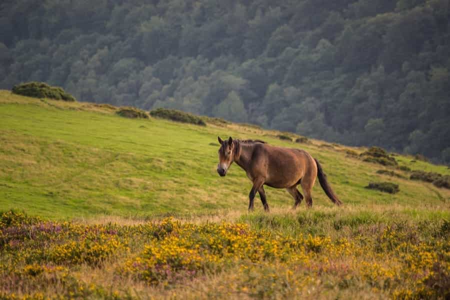 Exmoor Pony (Sweetaholic/Pixabay)