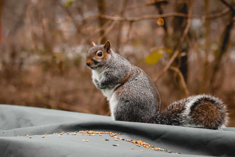 Keep an eye out for wildlife as you walk (Jen / Unsplash)