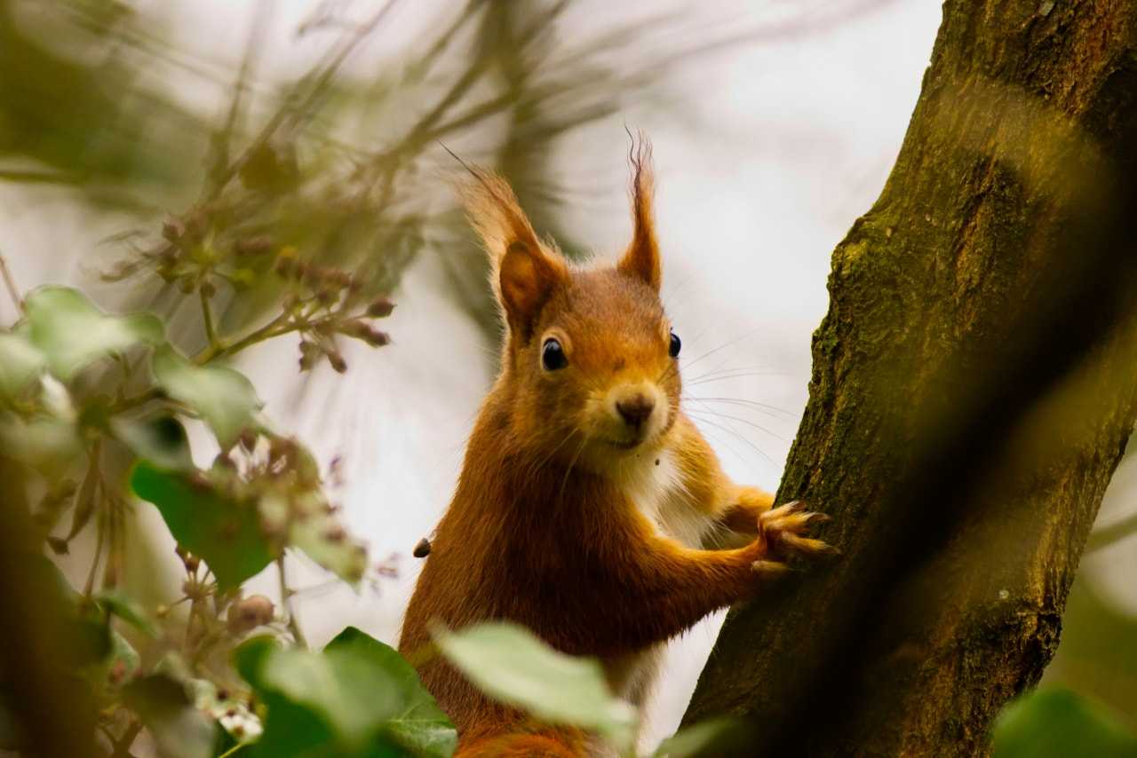 You might be lucky enough to spot a red squirrel in the national park (Julian/Unsplash)