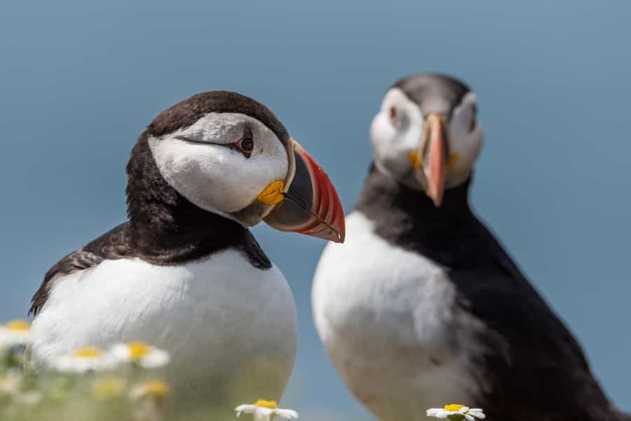Puffins make their nests on the sea cliffs at Flamborough Head (Ebor/Pixabay)