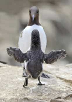 Birds squaring up at Bempton Cliffs. Pic courtesy of VisitEngland.