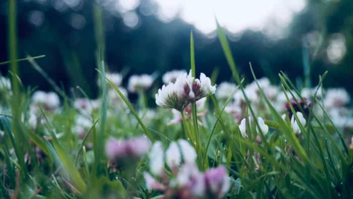 Walk through the meadow flowers at Weald Country Park and Roding Valley Meadows (Leah Wilson on Unsplash)