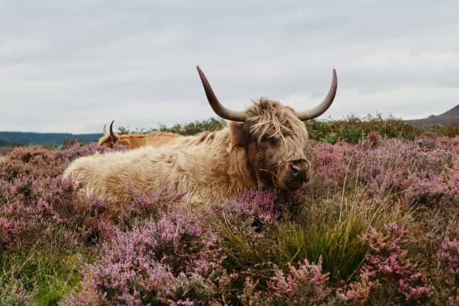 Grazing cattle near the Hole of Horcum (Matt Noble/Unsplash)