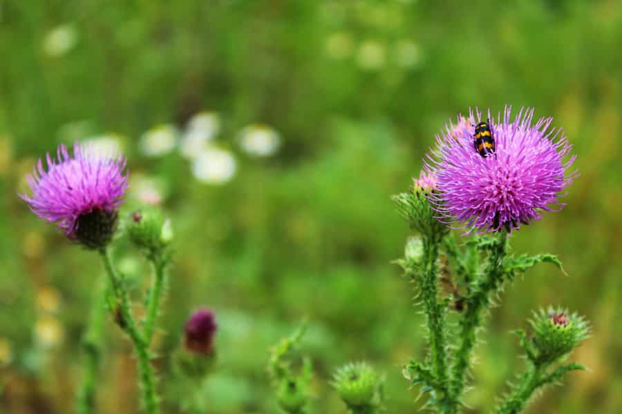 Wildflowers (Anastasia R./Unsplash)