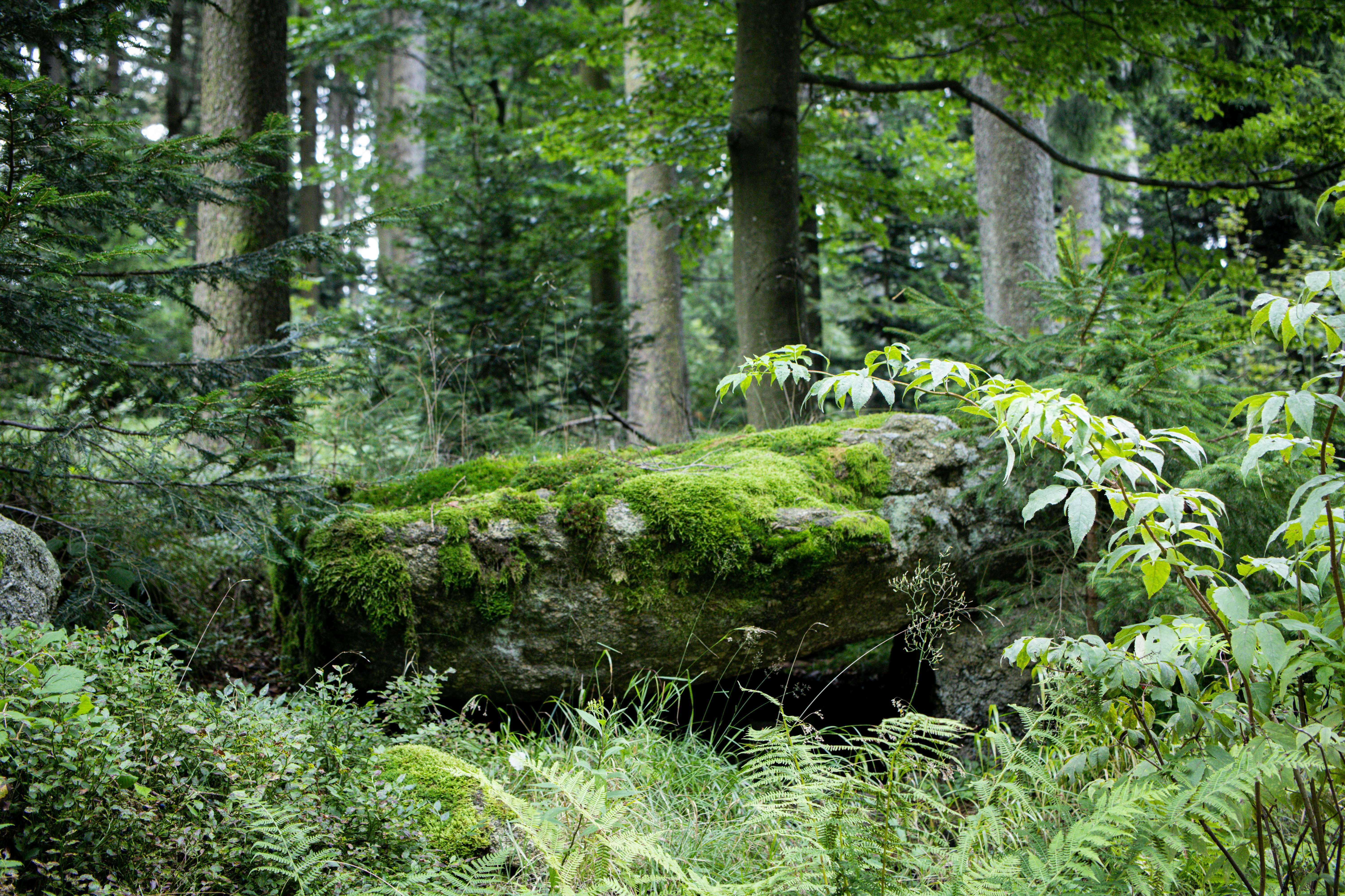 Image shows luscious green woods with a moss covered floor