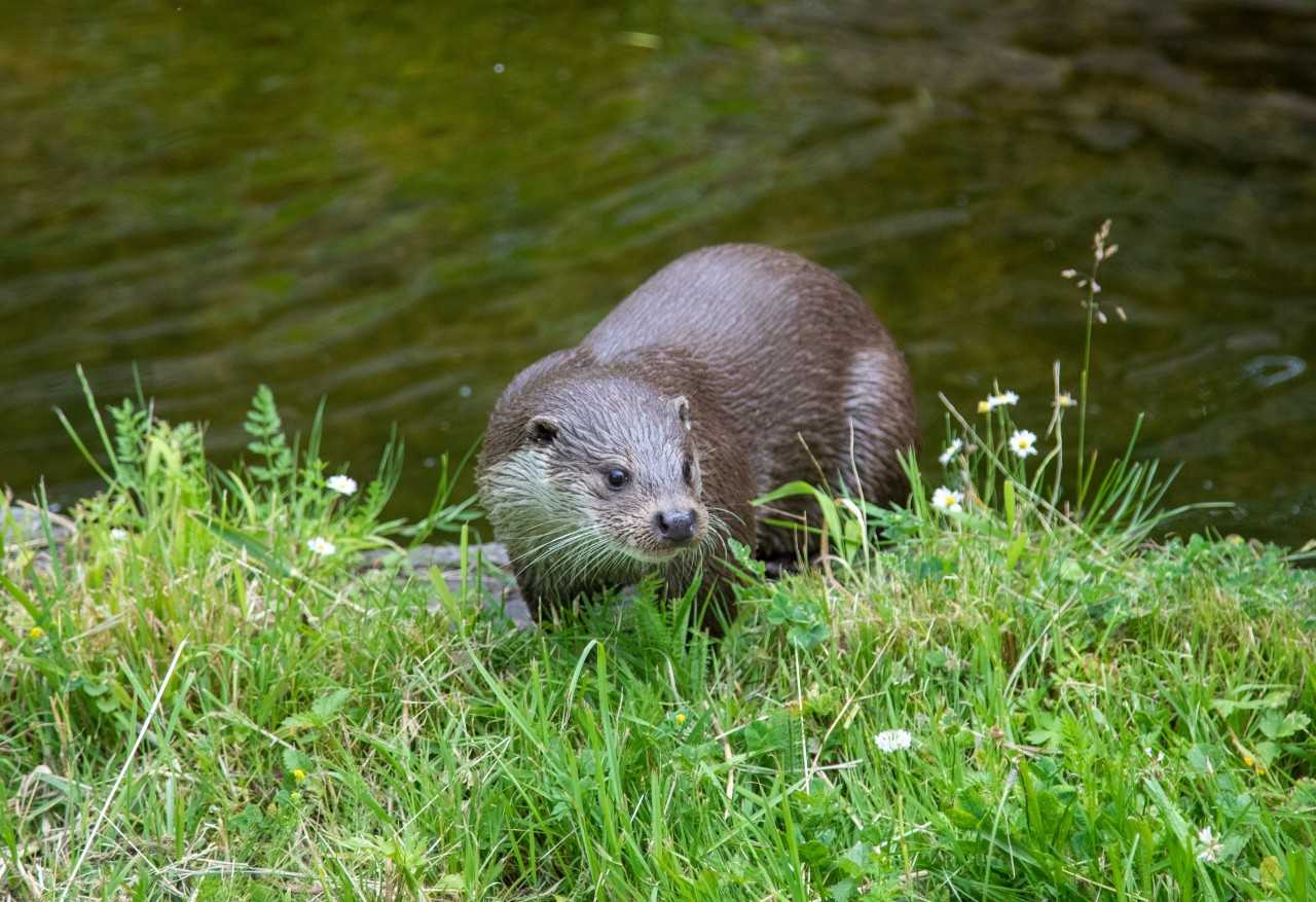 Otters are among the animals you might see in the Brecon Beacons (Katja Anokhina/Unsplash)