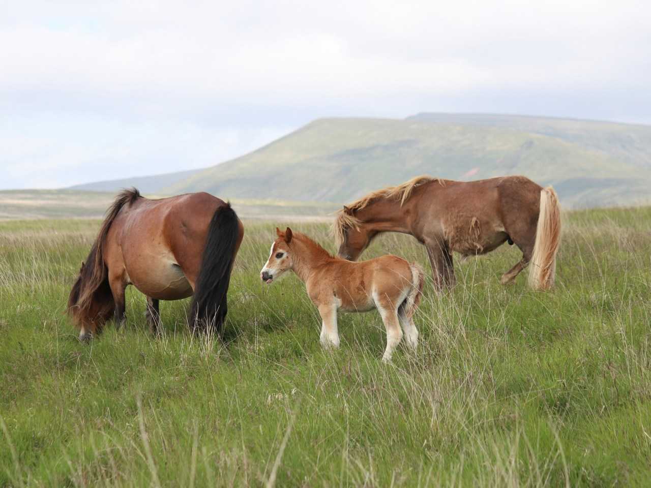 3 horses in a grassy field