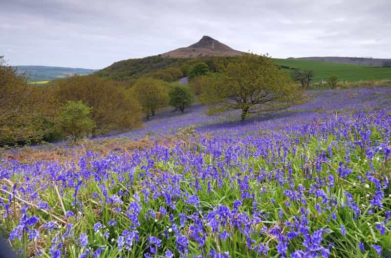 Roseberry Topping in spring (trevor pye on Unsplash)