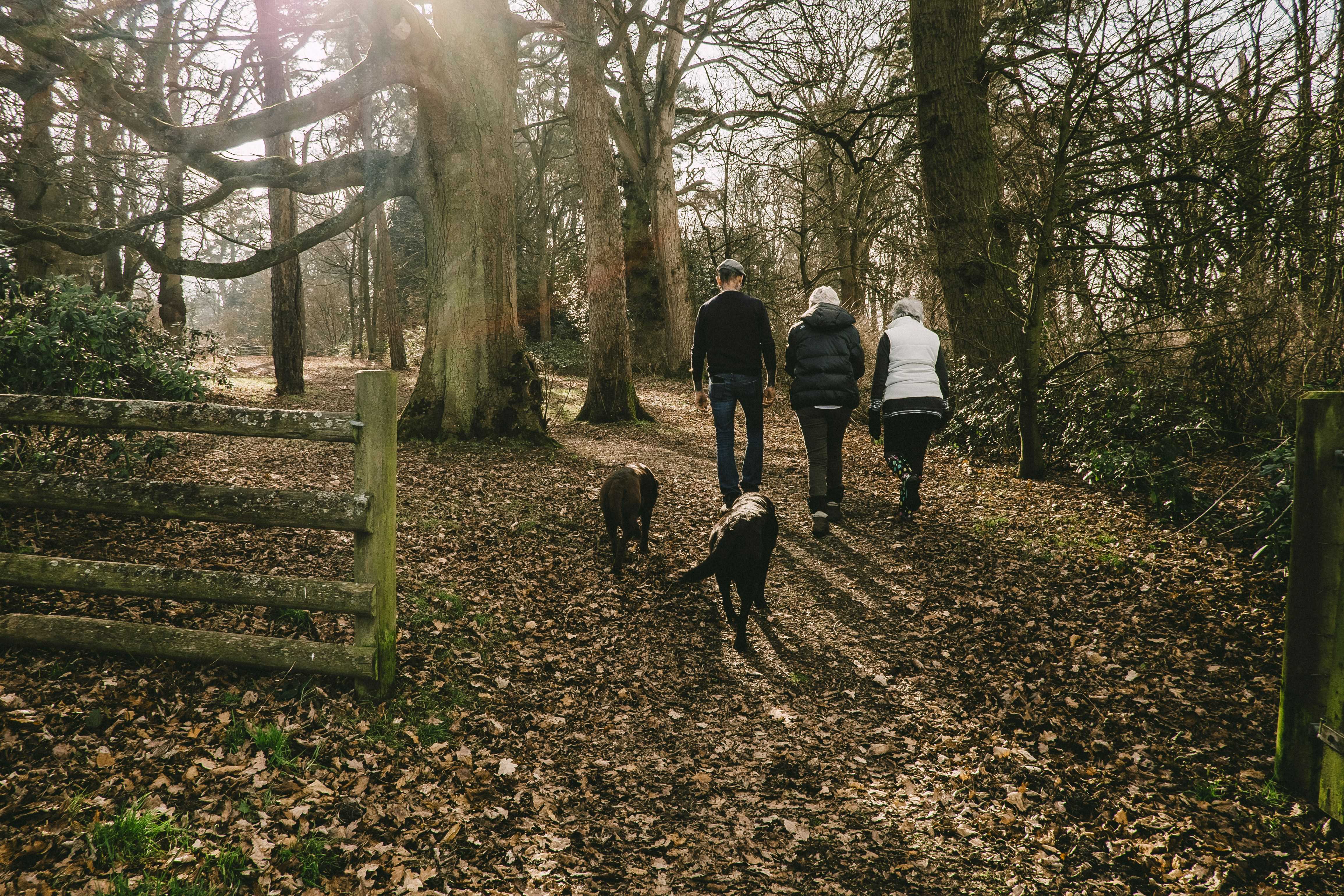 Take a stroll through the woods with family and friends (Mitchell Orr/Unsplash)