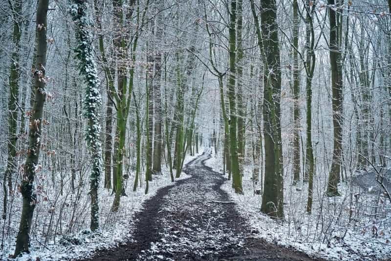 Winter woodland walks (Michael Gaida from Pixabay)