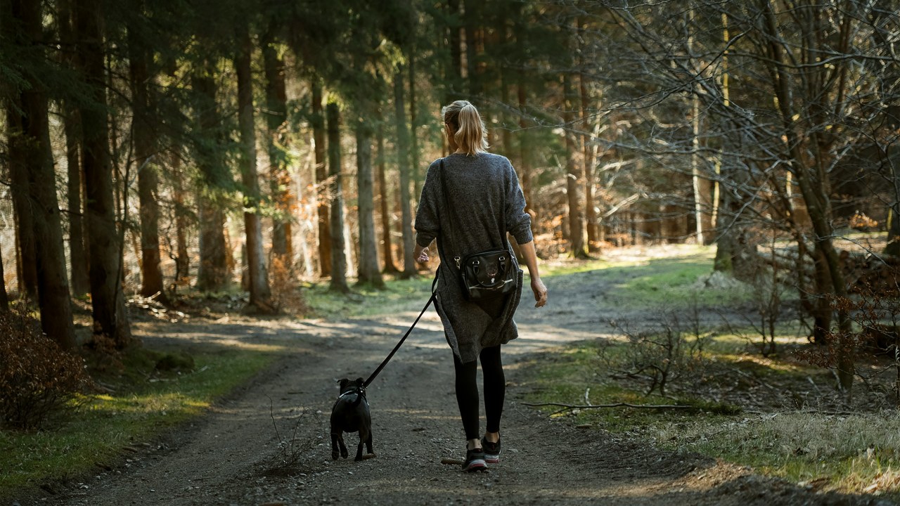 Suffolk has lots of excellent places to walk your dog (Martin Dalsgaard/Unsplash)