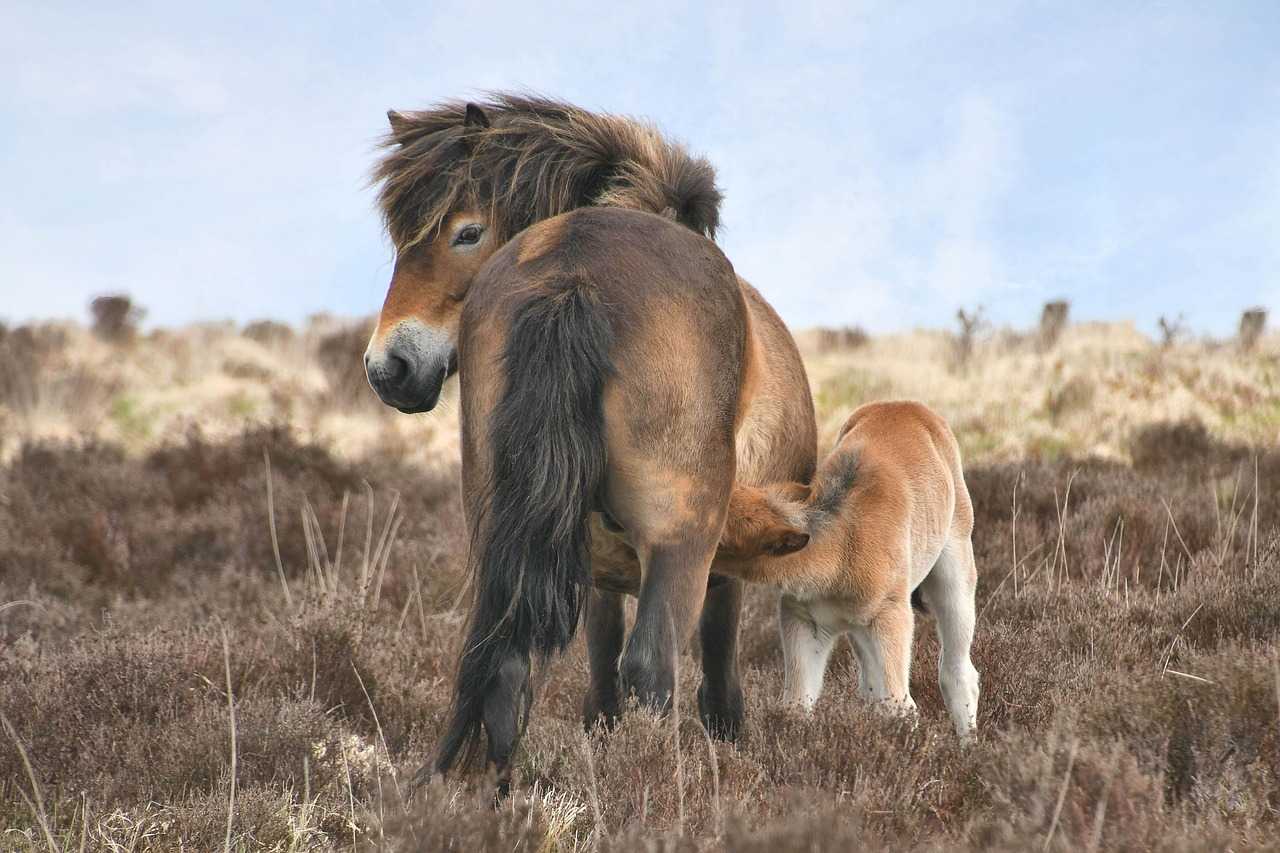 Hardy Exmoor mare with her foal (Castleguard/Pixabay)