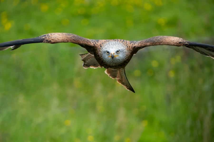 Red Kite (Phil Robson/Unsplash)