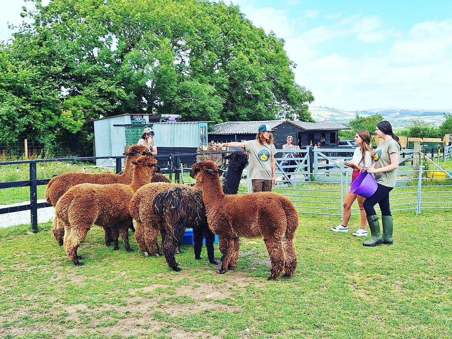 A group of people stand in a field feeding a pack of Alpacas, with a campsite in the background