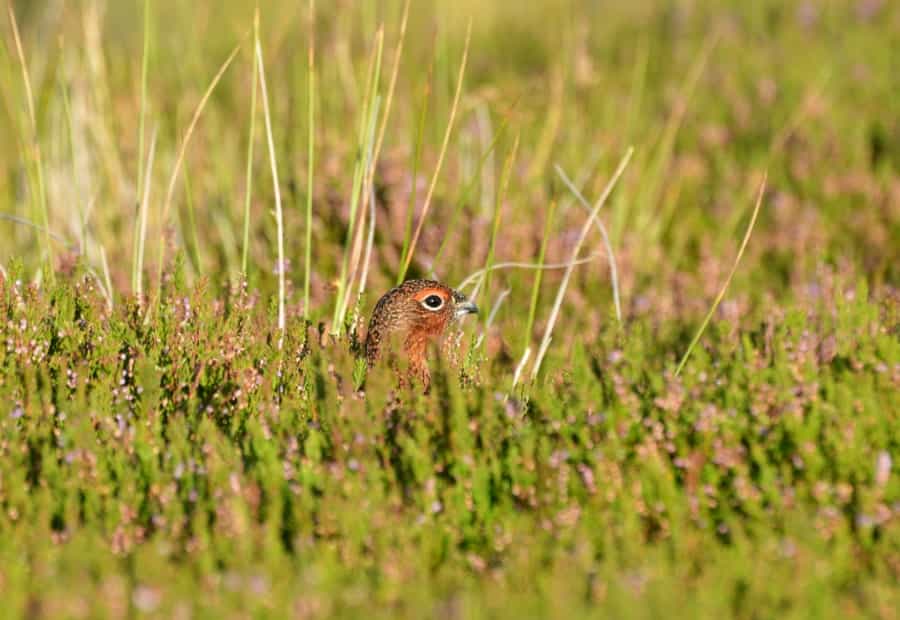 A red grouse peering through the heather (Julian Ackroyd/Unsplash)