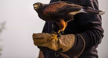Birds of prey in Hampshire
