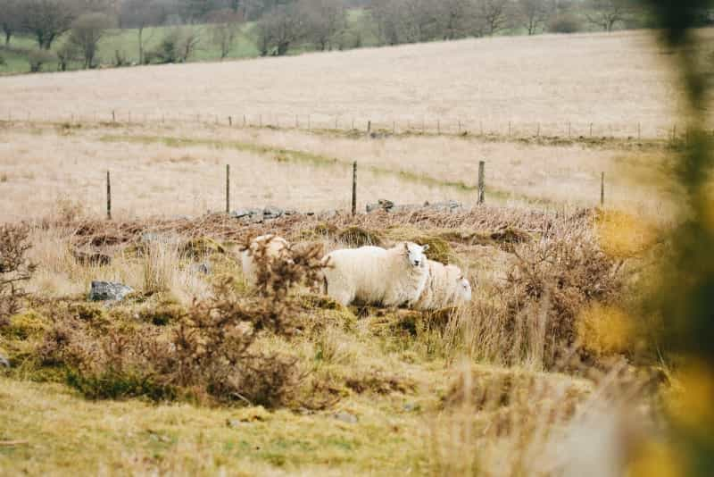 You’re bound to see grazing sheep in the rural areas of Wales (Sandy Ravaloniaina on Unsplash)